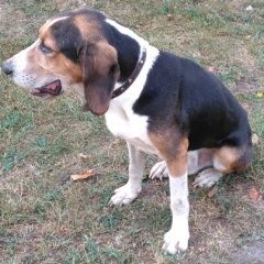 Подробнее об объявлении «Найдена собака кобель Спасск-Рязанский» Фото: найдена собака Бигль «Найдена собака кобель Спасск-Рязанский» в г. Спасск-Рязанский