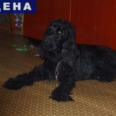 Подробнее об объявлении «Иркутск Найдена собака кобель» Фото: найдена собака Американский кокер-спаниель «Иркутск Найдена собака кобель» в г. Иркутск