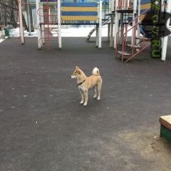 Подробнее об объявлении «Найдена собака, молодая шиба Москва» Фото: найдена собака  «Найдена собака, молодая шиба Москва» в г. Москва