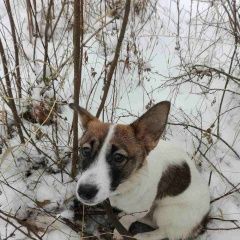 Подробнее об объявлении «Найдена собака кобель на пр.молодежный песик в ошейнике Дзержинск» Фото: найдена собака  «Найдена собака кобель на пр.молодежный песик в...» в г. Дзержинск