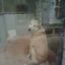 Подробнее об объявлении «Липецк Найдена собака кобель» Фото: найдена собака Анатолийская овчарка «Липецк Найдена собака кобель» в г. Липецк