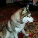 Подробнее об объявлении «Нижний Новгород Найдена собака срочно ищем хозяина» Фото: найдена собака  «Нижний Новгород Найдена собака срочно ищем хозяина» в г. Нижний Новгород