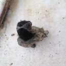 Подробнее об объявлении «Белгород Найдена собака» Фото: найдена собака Американский кокер-спаниель «Белгород Найдена собака» в г. Белгород