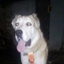 Подробнее об объявлении «Белгород Найдена собака алабай» Фото: найдена собака Среднеазиатская овчарка «Белгород Найдена собака алабай» в г. Белгород