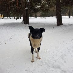 Подробнее об объявлении «Найдена собака Москва» Фото: найдена собака  «Найдена собака Москва» в г. Москва