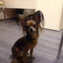 Подробнее об объявлении «Новосибирск Найдена собака» Фото: найдена собака Русский той-терьер «Новосибирск Найдена собака» в г. Новосибирск