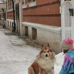 Подробнее об объявлении «Найдена собака Звенигород» Фото: найдена собака  «Найдена собака Звенигород» в г. Звенигород