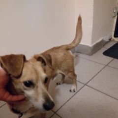 Подробнее об объявлении «Омск Найдена собака кобель ищем хозяев» Фото: найдена собака  «Омск Найдена собака кобель ищем хозяев» в г. Омск