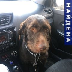 Подробнее об объявлении «Найдена собака Ставрополь» Фото: найдена собака Дратхаар «Найдена собака Ставрополь» в г. Ставрополь