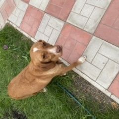 Подробнее об объявлении «Омск Найдена собака» Фото: найдена собака  «Омск Найдена собака» в г. Омск