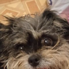 Подробнее об объявлении «Найдена собака в центральном районе Новороссийск» Фото: найдена собака Йоркширский терьер «Найдена собака в центральном районе Новороссийск» в г. Новороссийск