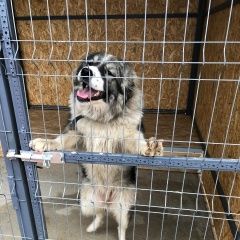 Подробнее об объявлении «Найдена собака ищем хозяина Руза» Фото: найдена собака  «Найдена собака ищем хозяина Руза» в г. Руза