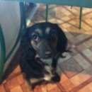 Подробнее об объявлении «Кисловодск Найдена собака» Фото: найдена собака  «Кисловодск Найдена собака» в г. Кисловодск