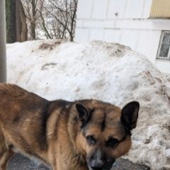 ����: ������� ������  ������� ������� ������ ������ ������, �������� � �. ������