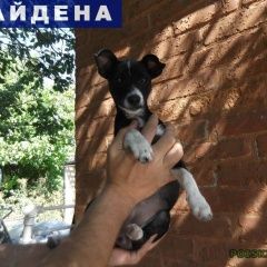 Подробнее об объявлении «Аксай (Ростовская обл.) Найдена собака щенок, девочка» Фото: найдена собака  «Аксай (Ростовская обл.) Найдена собака щенок,...» в г. Аксай (Ростовская обл.)
