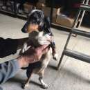 Подробнее об объявлении «Нарофоминск Найдена собака такса девочка» Фото: найдена собака Такса «Нарофоминск Найдена собака такса девочка» в г. Нарофоминск