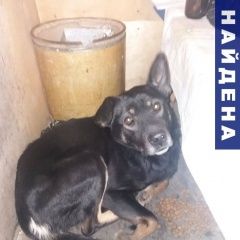 Подробнее об объявлении «Найдена собака Тюмень» Фото: найдена собака  «Найдена собака Тюмень» в г. Тюмень