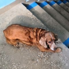 Подробнее об объявлении «Найдена собака кобель 21.08 спаниель кобель подрезково Химки» Фото: найдена собака Английский кокер-спаниель «Найдена собака кобель 21.08 спаниель кобель...» в г. Химки