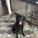 Подробнее об объявлении «Конаково Найдена собака кобель» Фото: найдена собака  «Конаково Найдена собака кобель» в г. Конаково