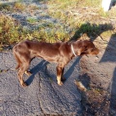 Подробнее об объявлении «Найдена собака кобель пёс Новошахтинск» Фото: найдена собака  «Найдена собака кобель пёс Новошахтинск» в г. Новошахтинск