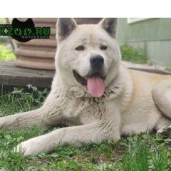 Подробнее об объявлении «Старая Купавна Найдена собака кобель акиту ину светлый» Фото: найдена собака Акита-ину «Старая Купавна Найдена собака кобель акиту ину...» в г. Старая Купавна