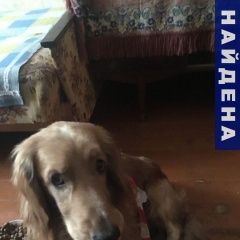 Подробнее об объявлении «Найдена собака кобель Уфа» Фото: найдена собака  «Найдена собака кобель Уфа» в г. Уфа