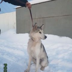 Подробнее об объявлении «Самара Найдена собака маламут» Фото: найдена собака Аляскинский маламут «Самара Найдена собака маламут» в г. Самара