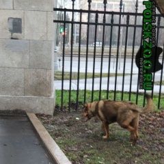 Подробнее об объявлении «Найдена собака Москва» Фото: найдена собака  «Найдена собака Москва» в г. Москва