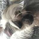 Подробнее об объявлении «Найдена собака китайская хохлатая Котельники» Фото: найдена собака  «Найдена собака китайская хохлатая Котельники» в г. Котельники