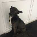 Подробнее об объявлении «Ижевск Найдена собака кобель» Фото: найдена собака  «Ижевск Найдена собака кобель» в г. Ижевск