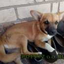 Подробнее об объявлении «Найдена собака Ставрополь» Фото: найдена собака  «Найдена собака Ставрополь» в г. Ставрополь