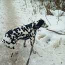 Подробнее об объявлении «Красноярск Найдена собака кобель 6 января 2017 г» Фото: найдена собака Далматин «Красноярск Найдена собака кобель 6 января 2017 г» в г. Красноярск