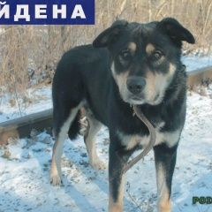 Подробнее об объявлении «Найдена собака кобель пес ищет старых или новых хозяев Ростов-на-Дону» Фото: найдена собака  «Найдена собака кобель пес ищет старых или новых...» в г. Ростов-на-Дону