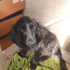 Подробнее об объявлении «Найдена собака Москва» Фото: найдена собака Русский охотничий спаниель «Найдена собака Москва» в г. Москва