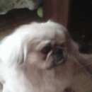 Подробнее об объявлении «Найдена собака кобель ищет хозяина Нижний Новгород» Фото: найдена собака Пекинес «Найдена собака кобель ищет хозяина Нижний Новгород» в г. Нижний Новгород