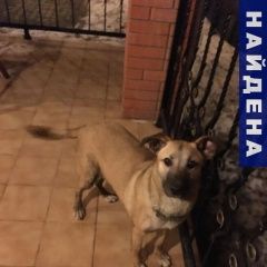 Подробнее об объявлении «Найдена собака молодая девочка  Краснодар» Фото: найдена собака  «Найдена собака молодая девочка  Краснодар» в г. Краснодар