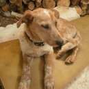 Подробнее об объявлении «Найдена собака промзона нового города Ульяновск» Фото: найдена собака  «Найдена собака промзона нового города Ульяновск» в г. Ульяновск