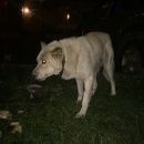 Подробнее об объявлении «Ярославль Найдена собака кобель» Фото: найдена собака  «Ярославль Найдена собака кобель» в г. Ярославль