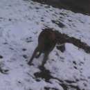 Подробнее об объявлении «Найдена собака кобель во дворе ул. полбина в засвияжье Ульяновск» Фото: найдена собака  «Найдена собака кобель во дворе ул. полбина в...» в г. Ульяновск