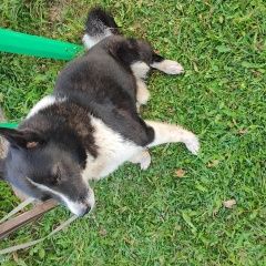 Подробнее об объявлении «Найдена собака кобель Можайск» Фото: найдена собака  «Найдена собака кобель Можайск» в г. Можайск