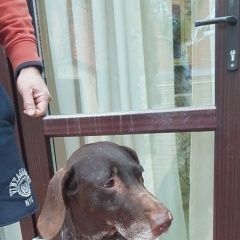 Подробнее об объявлении «Найдена собака сука курцхаара Краснодар» Фото: найдена собака Курцхаар «Найдена собака сука курцхаара Краснодар» в г. Краснодар