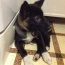 Подробнее об объявлении «Егорьевск Найдена собака» Фото: найдена собака  «Егорьевск Найдена собака» в г. Егорьевск