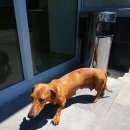 Подробнее об объявлении «Найдена собака, площадь - летия Ставрополь» Фото: найдена собака Такса «Найдена собака, площадь - летия Ставрополь» в г. Ставрополь