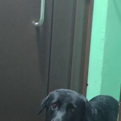 Подробнее об объявлении «Санкт-Петербург Найдена собака вроде лабрадор, девочк» Фото: найдена собака  «Санкт-Петербург Найдена собака вроде лабрадор,...» в г. Санкт-Петербург