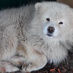 Подробнее об объявлении «Найдена собака ский район свистуха Дмитров» Фото: найдена собака Самоедская лайка «Найдена собака ский район свистуха Дмитров» в г. Дмитров