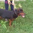 Подробнее об объявлении «Челябинск Найдена собака кобель кто потерял ротвейлера» Фото: найдена собака Ротвейлер «Челябинск Найдена собака кобель кто потерял...» в г. Челябинск