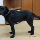 Подробнее об объявлении «Кингисепп Найдена собака кобель» Фото: найдена собака  «Кингисепп Найдена собака кобель» в г. Кингисепп