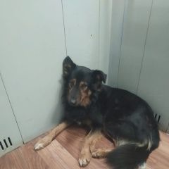 Подробнее об объявлении «Найдена собака варшавское шоссе 154 Москва» Фото: найдена собака  «Найдена собака варшавское шоссе 154 Москва» в г. Москва