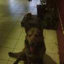 Подробнее об объявлении «Найдена собака Орехово-Зуево» Фото: найдена собака  «Найдена собака Орехово-Зуево» в г. Орехово-Зуево