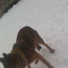 Подробнее об объявлении «Липецк Найдена собака овчарка молоденькая» Фото: найдена собака Немецкая овчарка «Липецк Найдена собака овчарка молоденькая» в г. Липецк